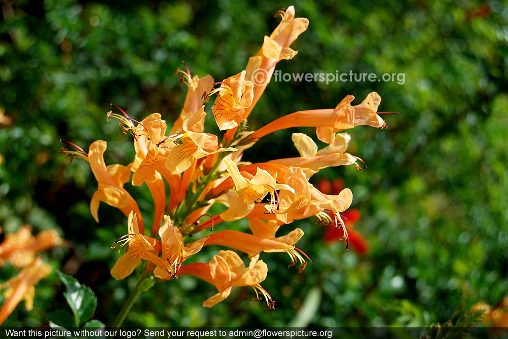 Tecoma capensis