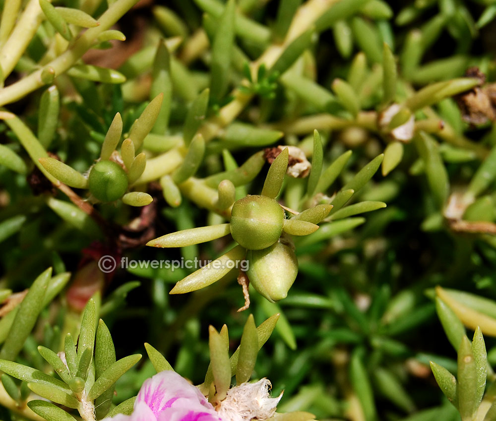 Ten o'clock flower buds and foliage