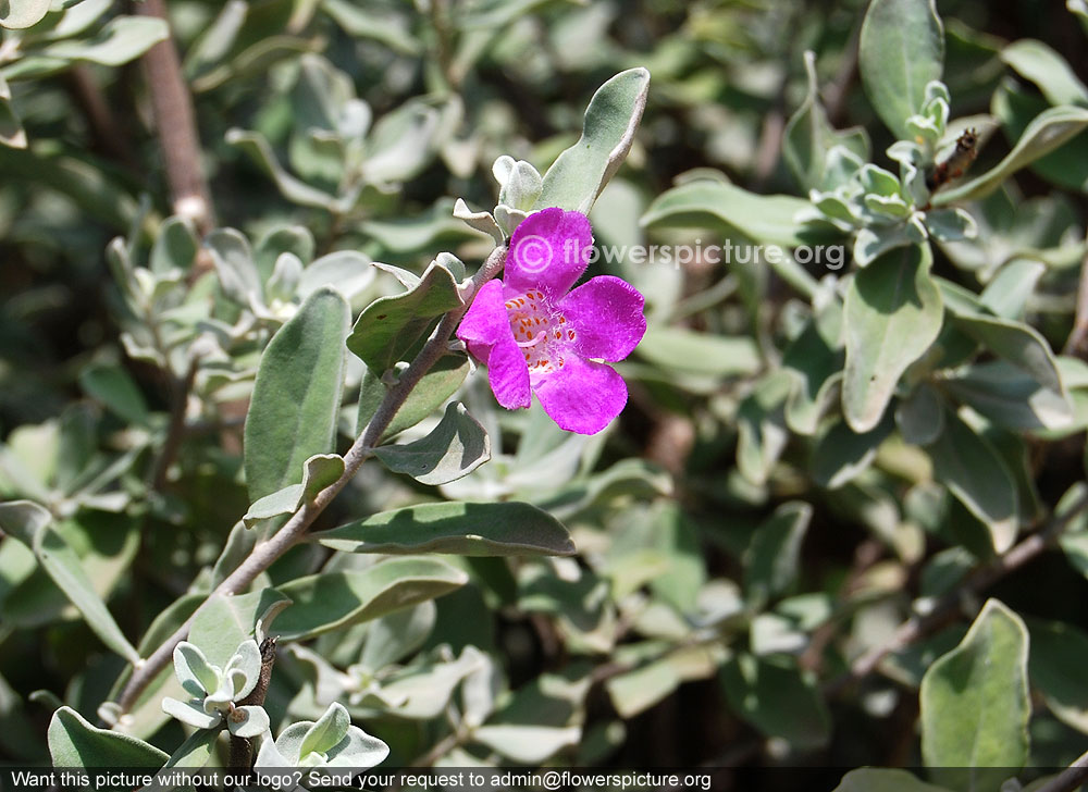 Texas sage