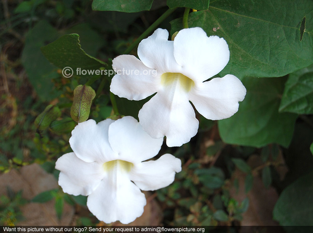 Thunbergia grandiflora