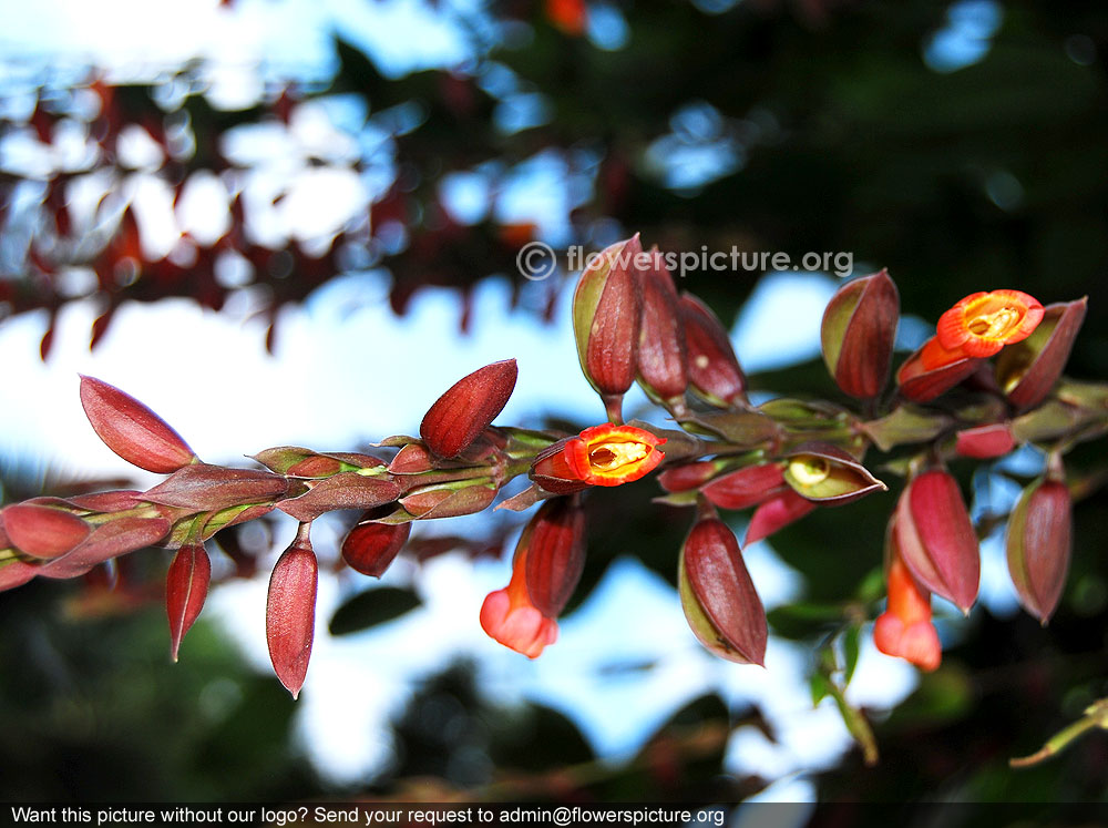 Thunbergia mysorensis