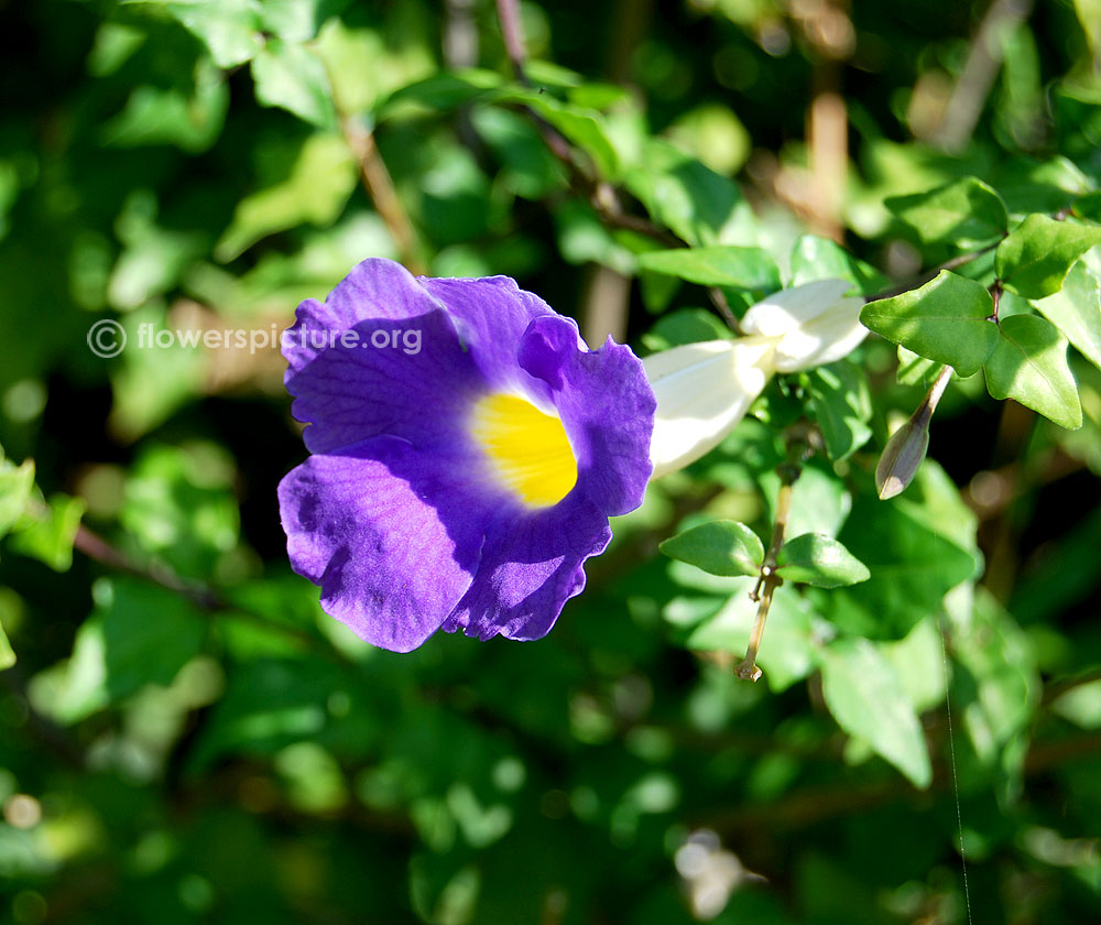 Thunbergia Erecta