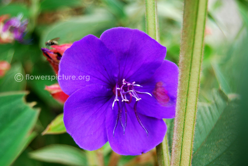 Tibouchina urvilleana stem and stamens