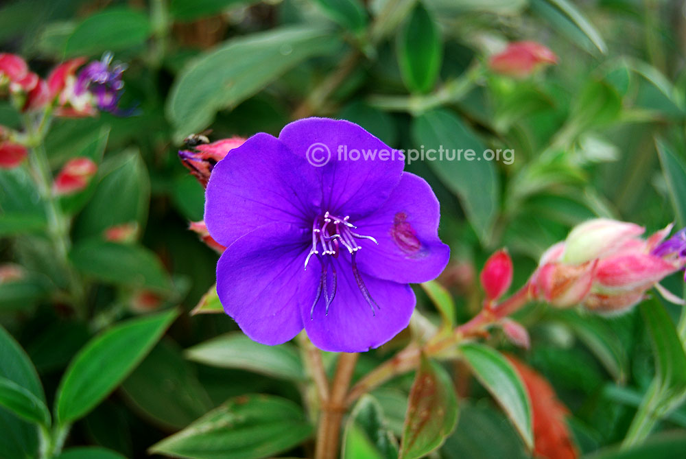 Tibouchina urvilleana