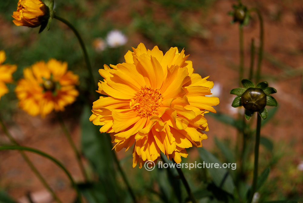 Tickseed flower and buds