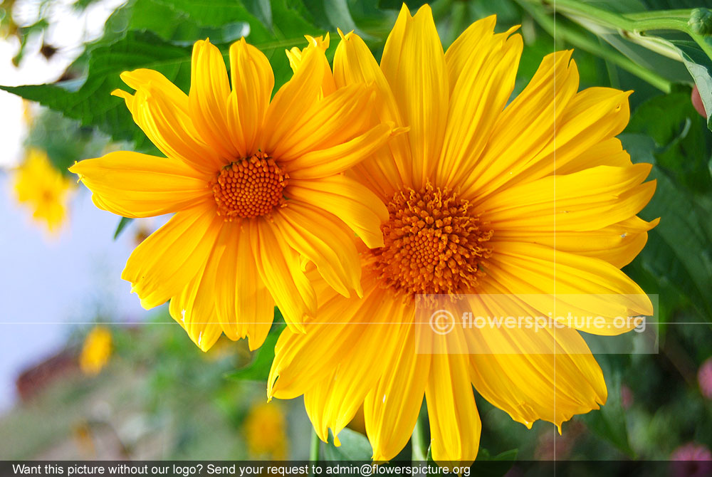 Tithonia diversifolia