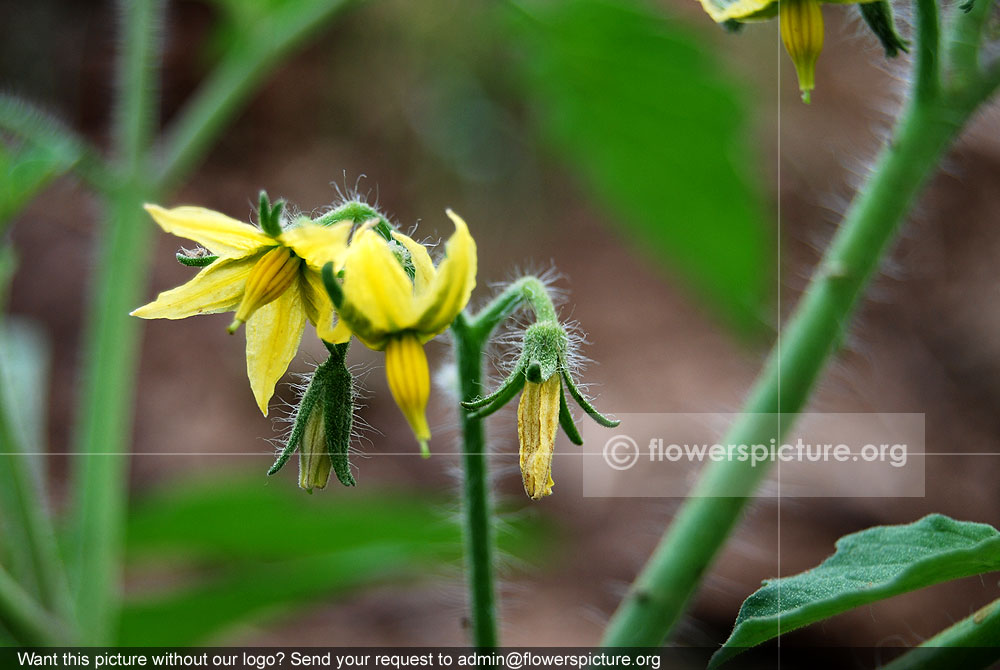 Tomato flower