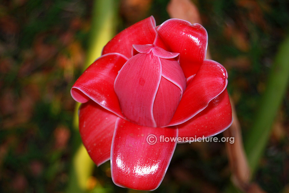 Pink torch ginger flower bud