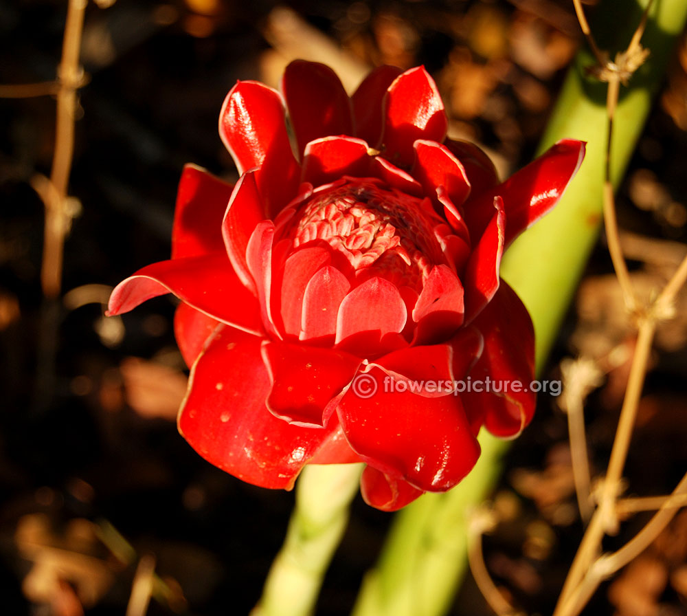 Torch ginger flower