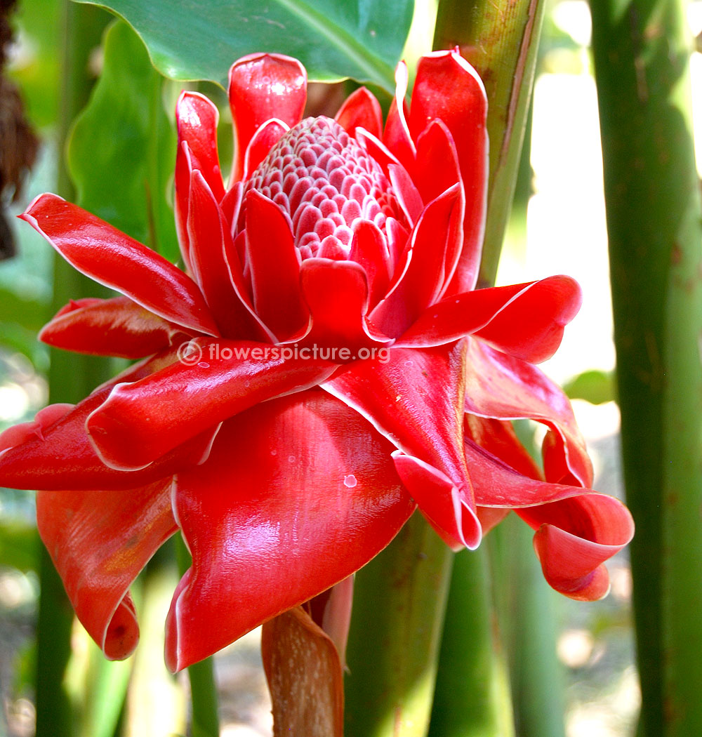 Torch ginger