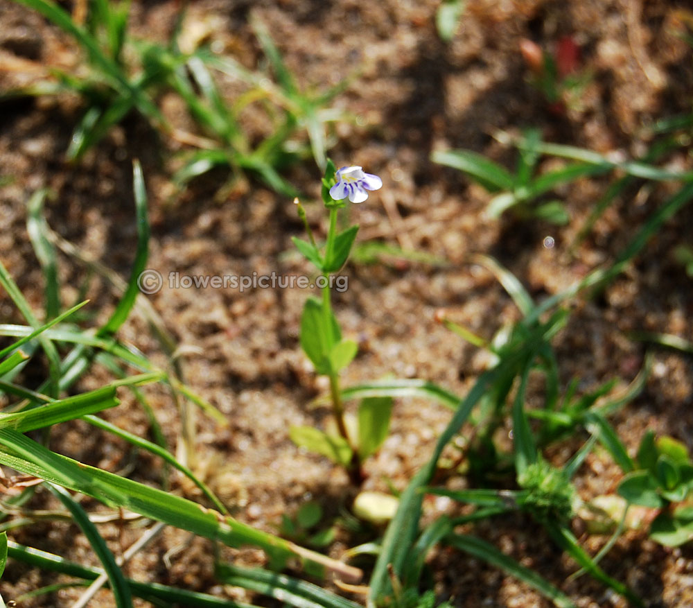 Torenia thouarsii plant