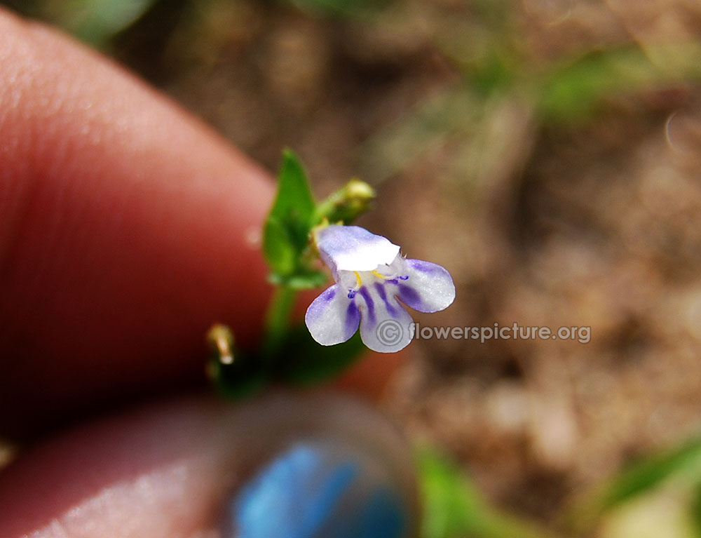 Torenia thouarsii