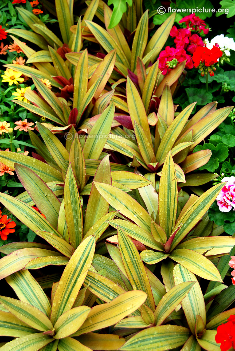 Cordyline fruticosa compacta