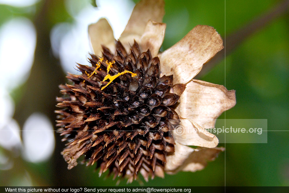 Tree marigold seeds