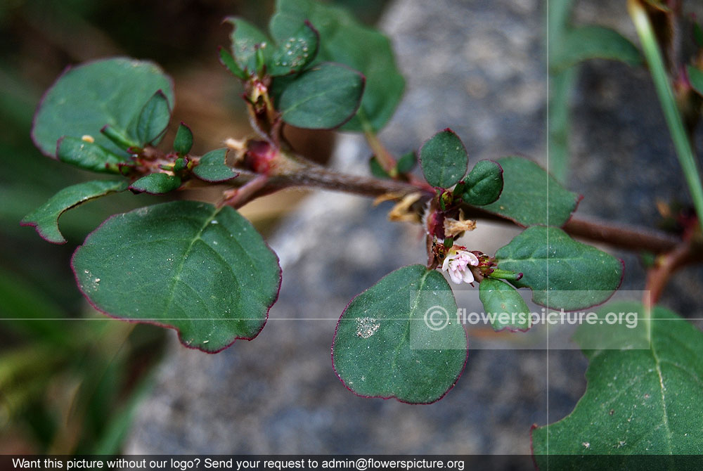 Trianthema portulacastrum