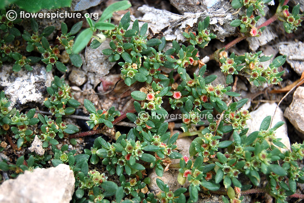 Trianthema triquetra foliage, flowers & seeds