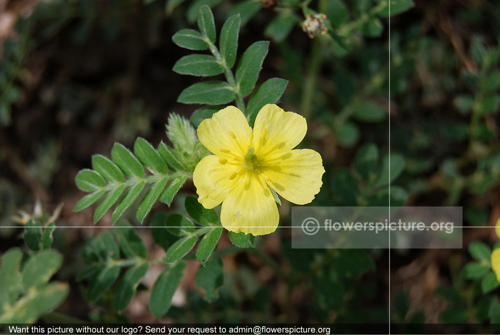 Tribulus Terrestris