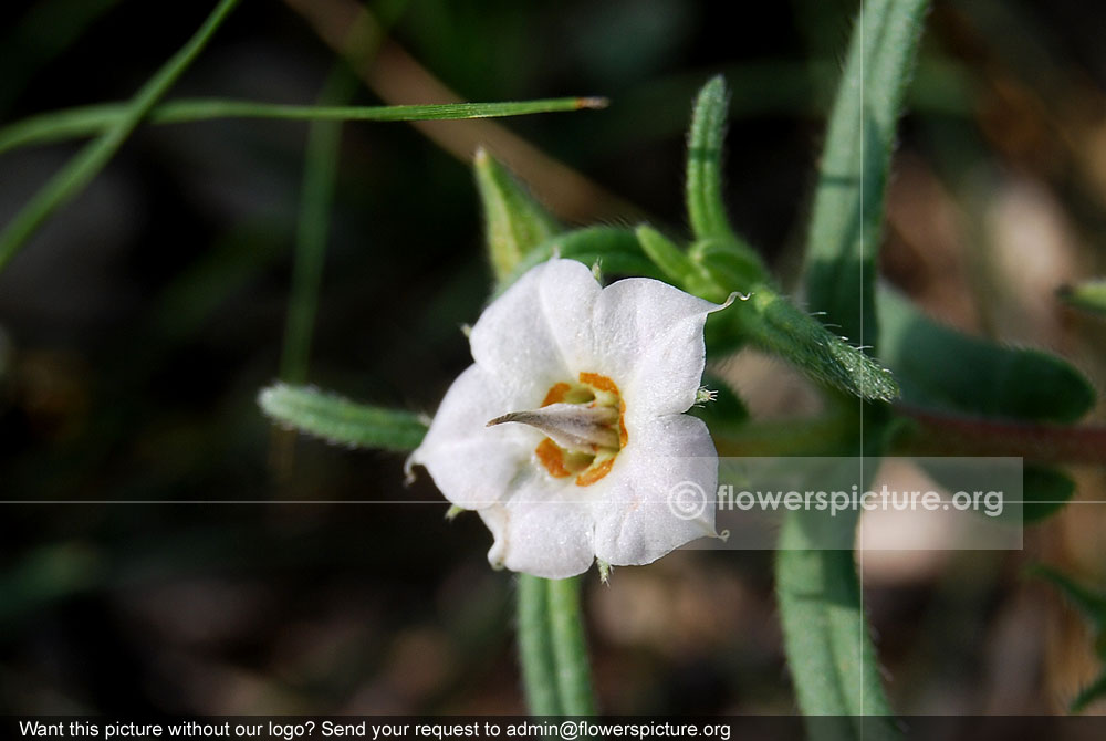 Trichodesma indicum