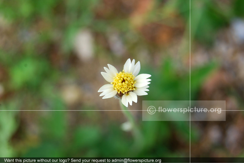 Tridax Procumbens