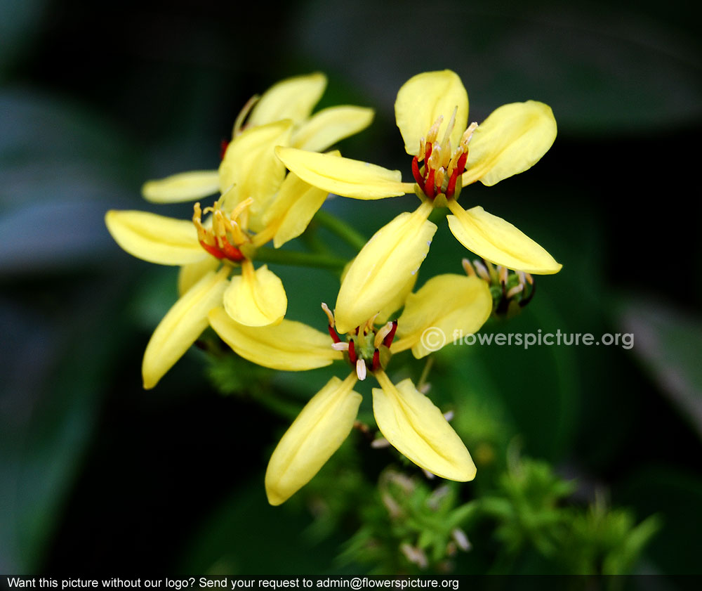 Tristellateia australasiae