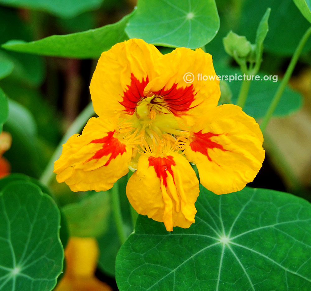 Tropaeolum majus