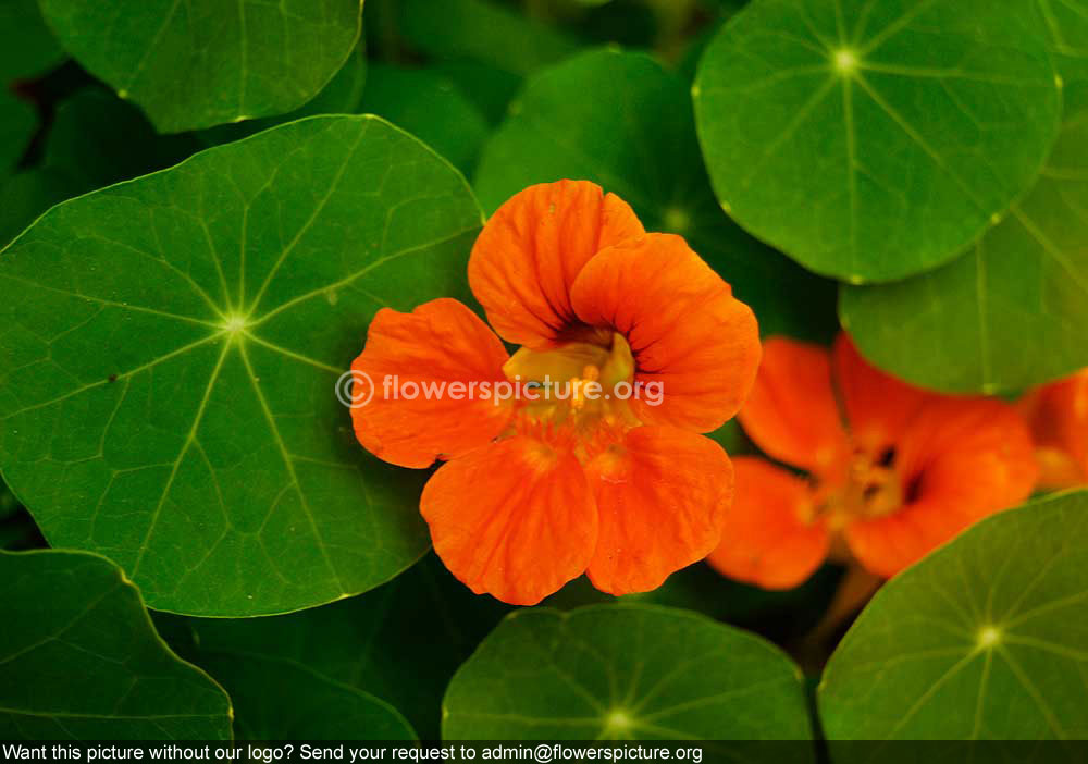 Nasturtium