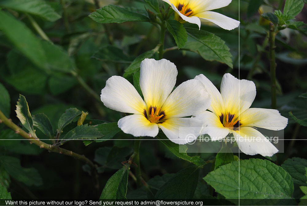 Turnera Subulata