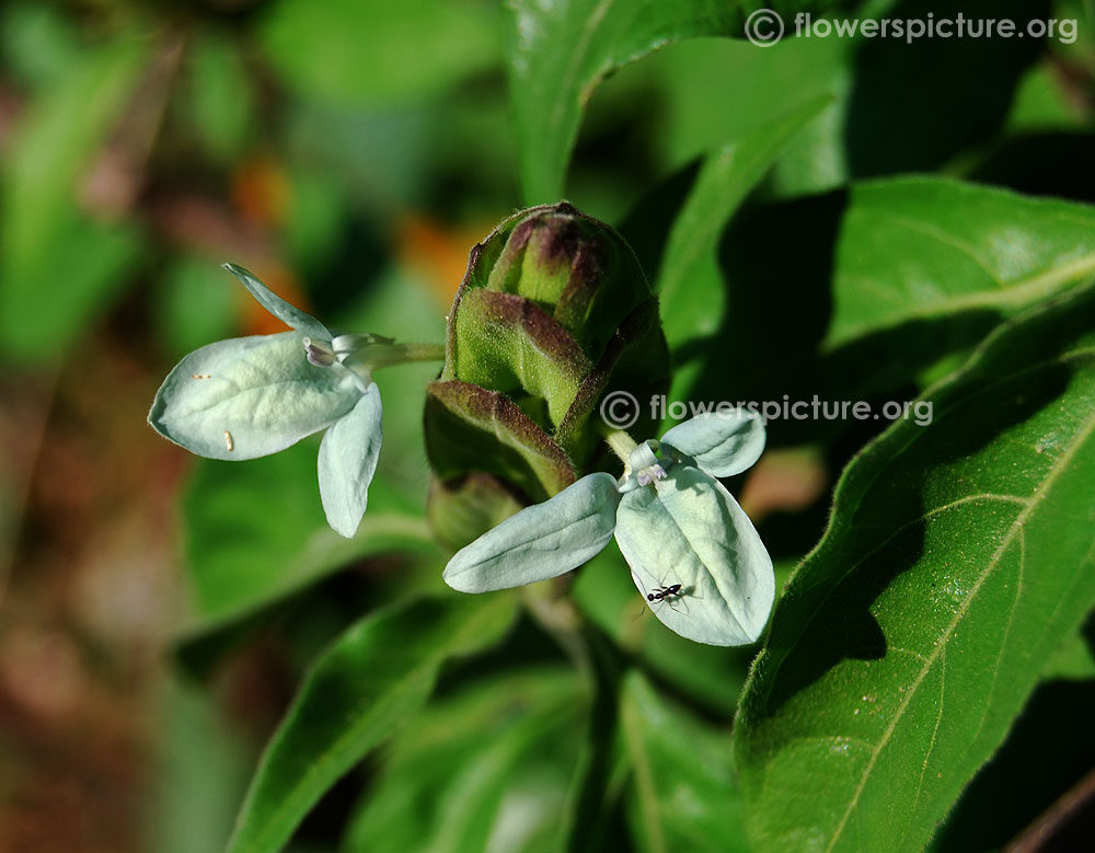 Turquoise crossandra