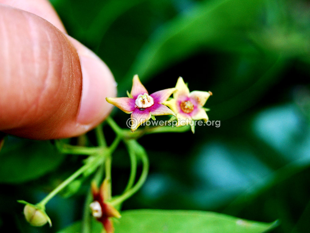 Flower petals [pointed, greenish yellow with purple mixed]