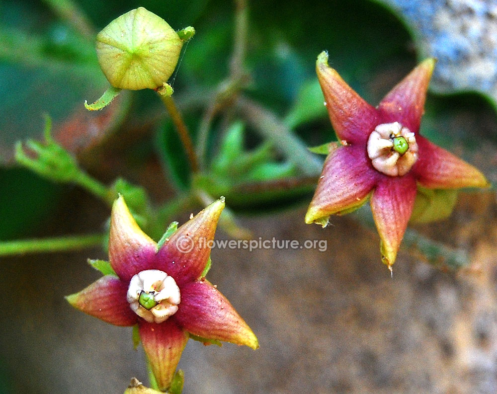 Flowers & buds