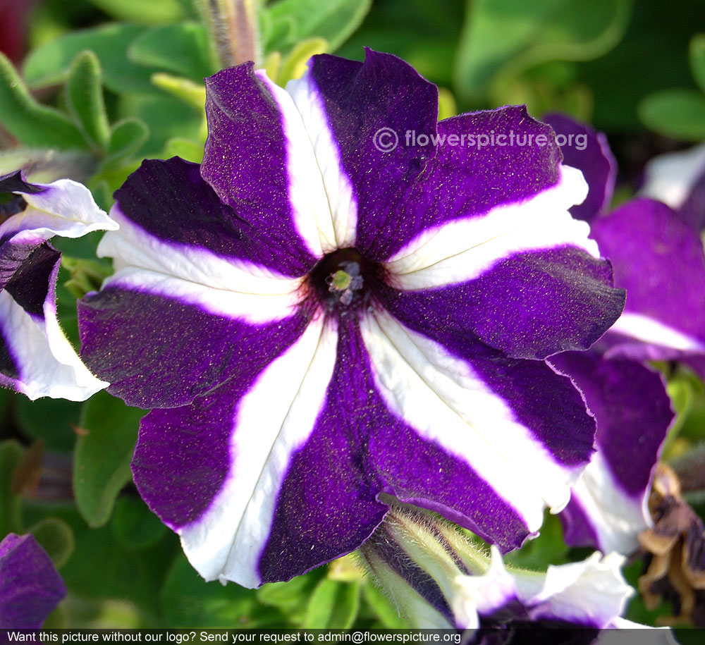 Ultra Blue Star Petunia