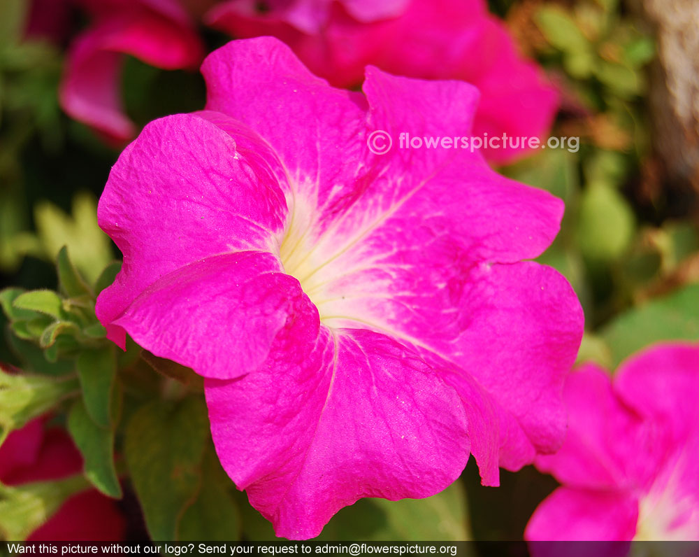 Ultra pink petunia