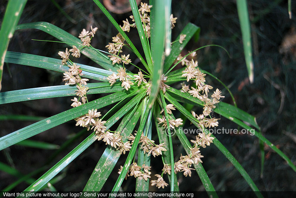 Umbrella palm