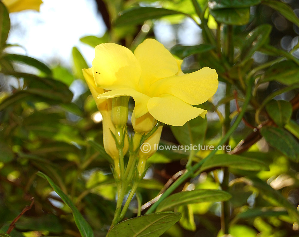 Urechites lutea