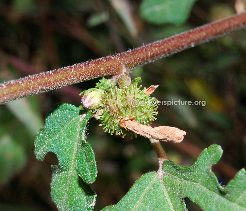 Foliage & fruit