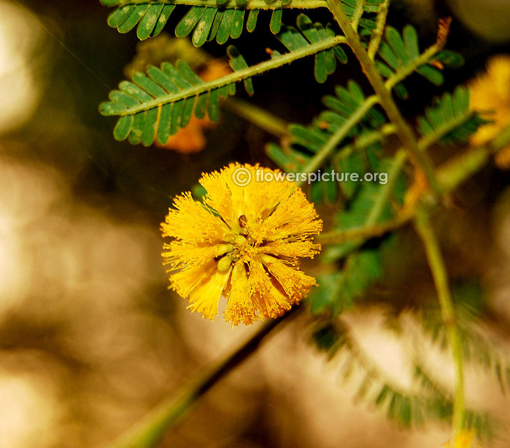 Vachellia nilotica