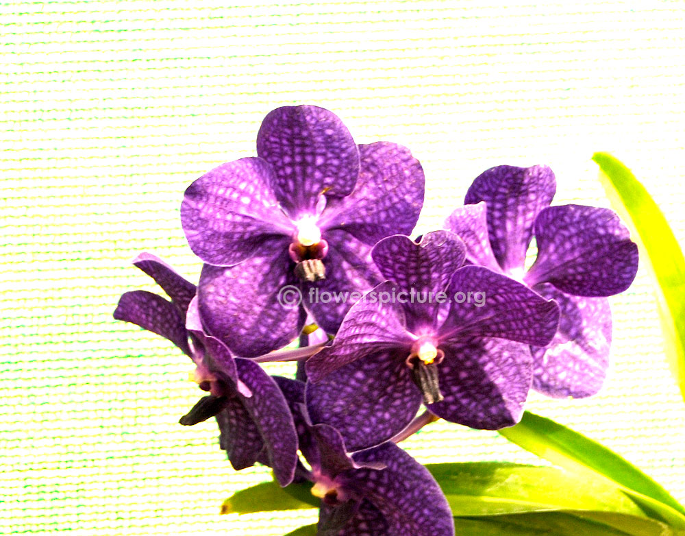 Vanda Coerulea