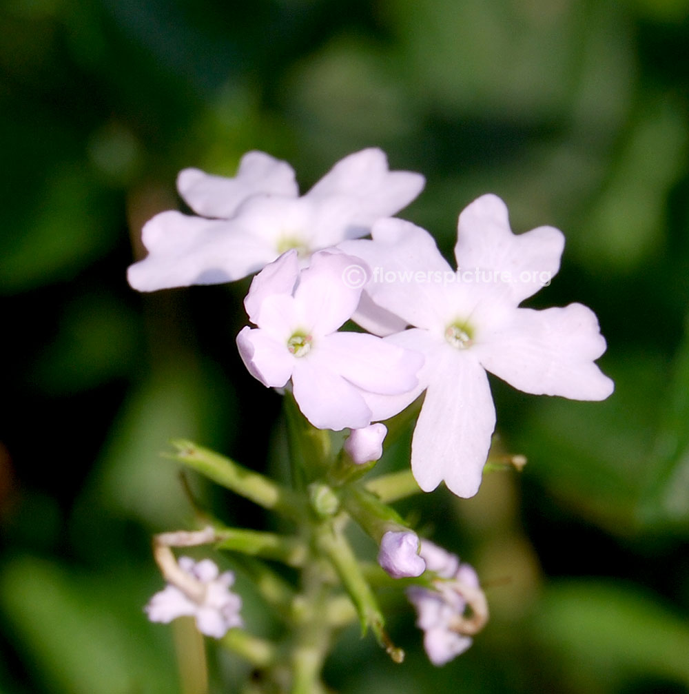 Verbena white