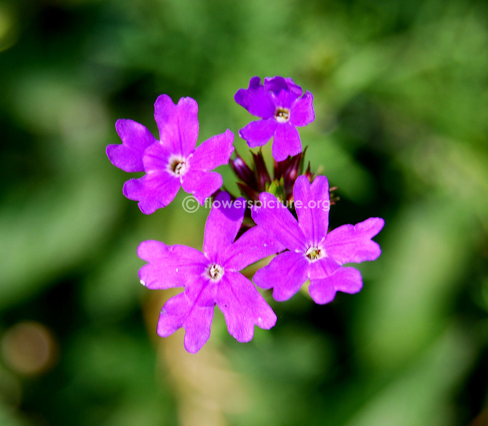 Verbena