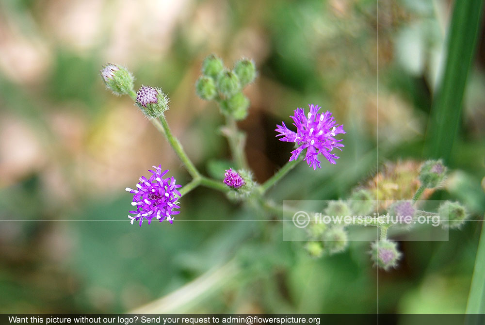 Vernonia cinerea