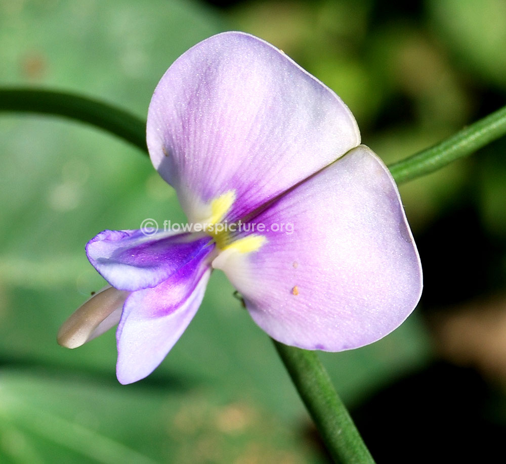 Vigna Unguiculata