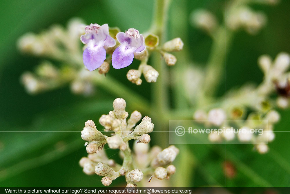 Vitex negundo