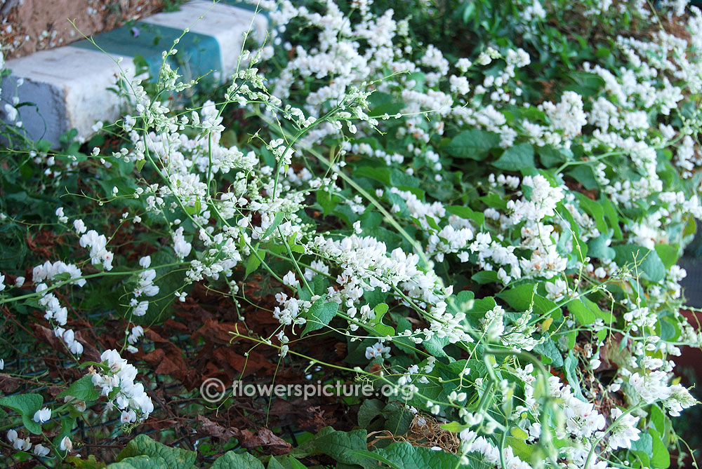 Antigonon leptopus 'Alba'-Borders