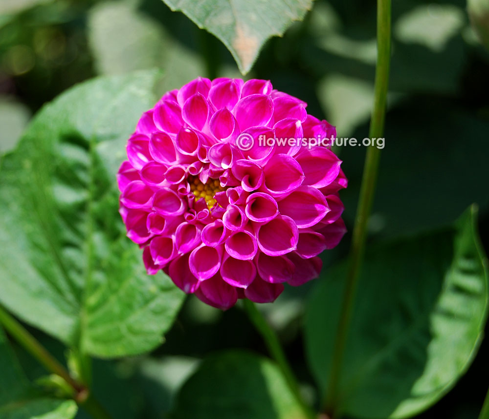 Dahlia willo borealis flower