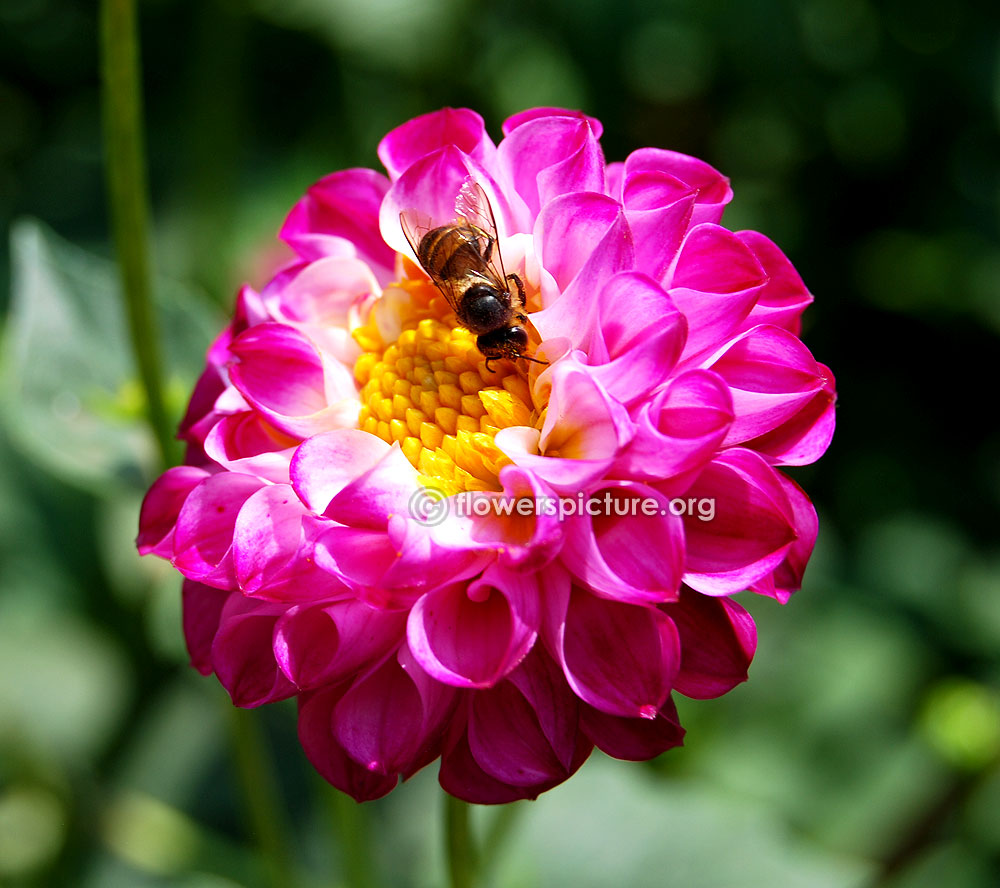 Honey bee on willo borealis dahlia