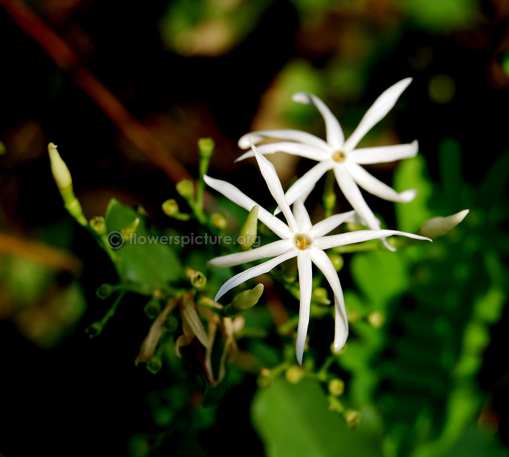 Jasminum angustifolium flowers