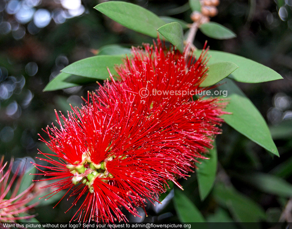 Weeping bottle brush