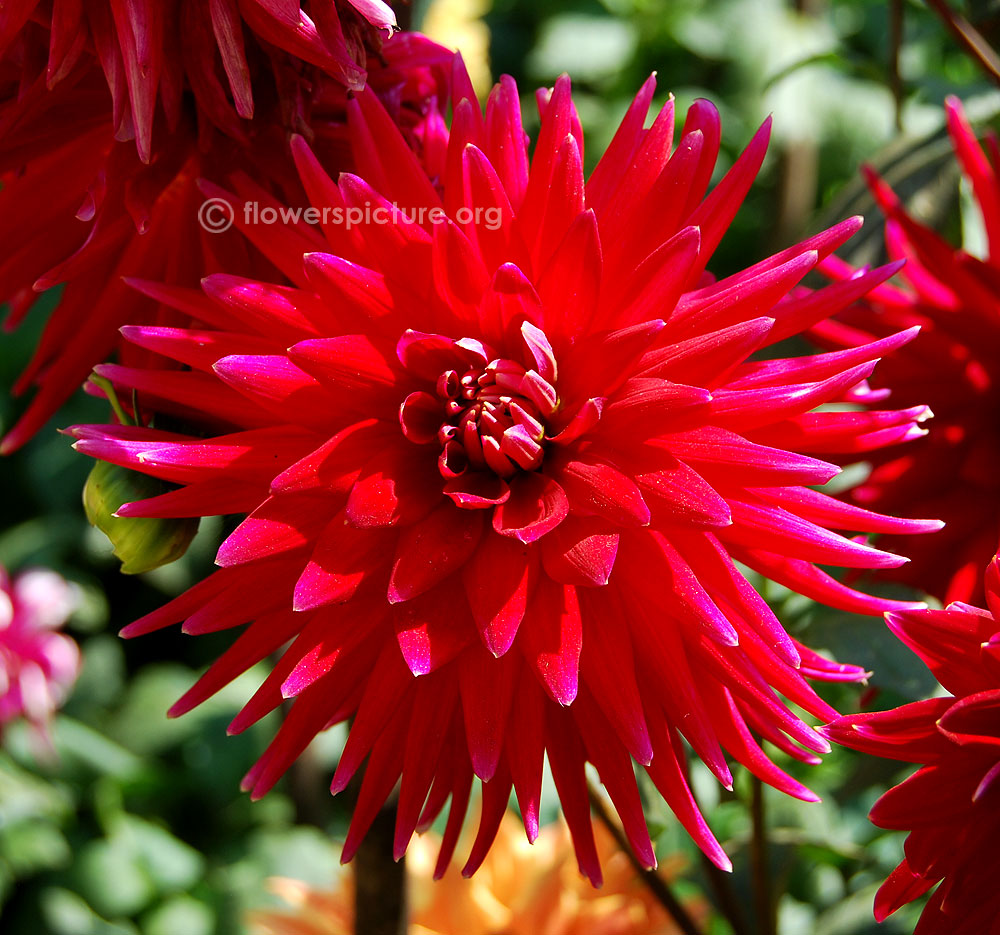 Weston pirate dahlia