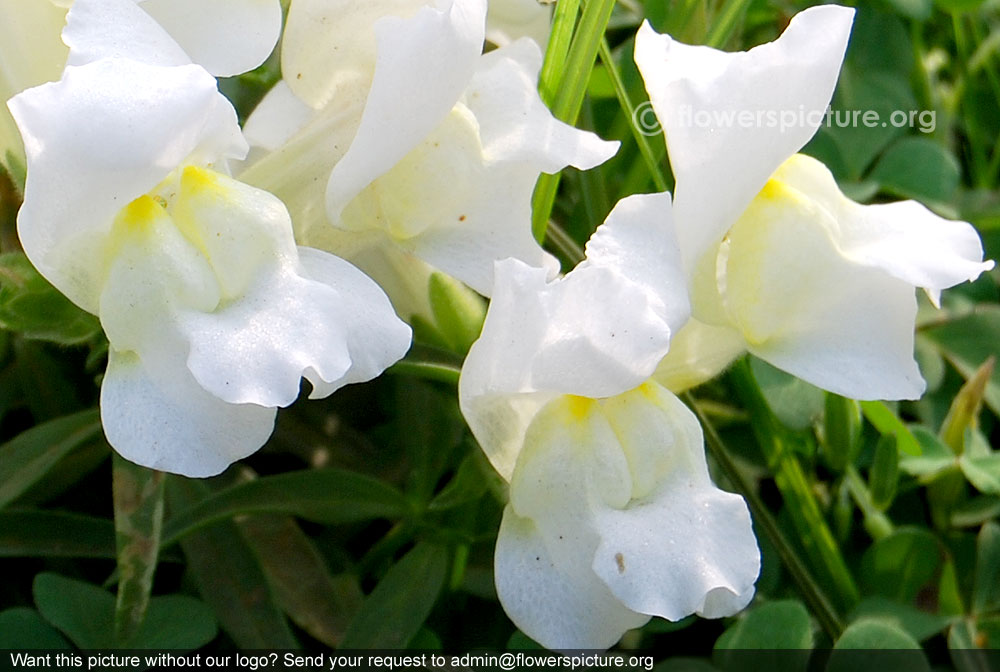 White antirrhinum majus