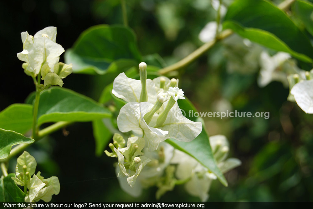 White bougainvillea